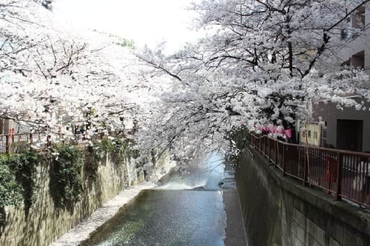 The cherry blossoms were in full bloom along the Meguro River