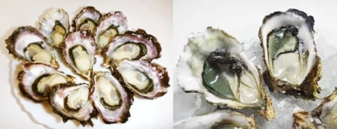 Hiroshima oysters at the oyster bar for a limited time!