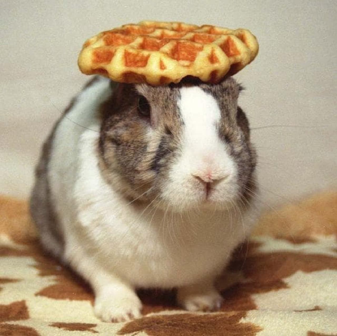 This is Mr. Oolong. I have a waffle on my head