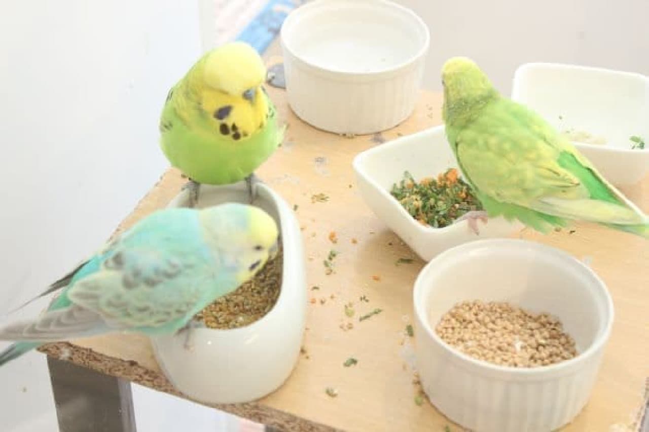 ことりカフェ表参道店内で飼育されている鳥