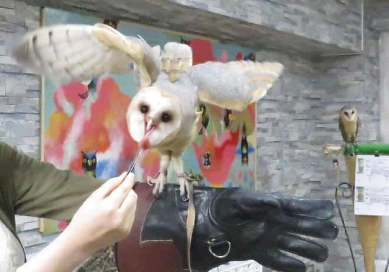 Feeding owls bred in Owlpark