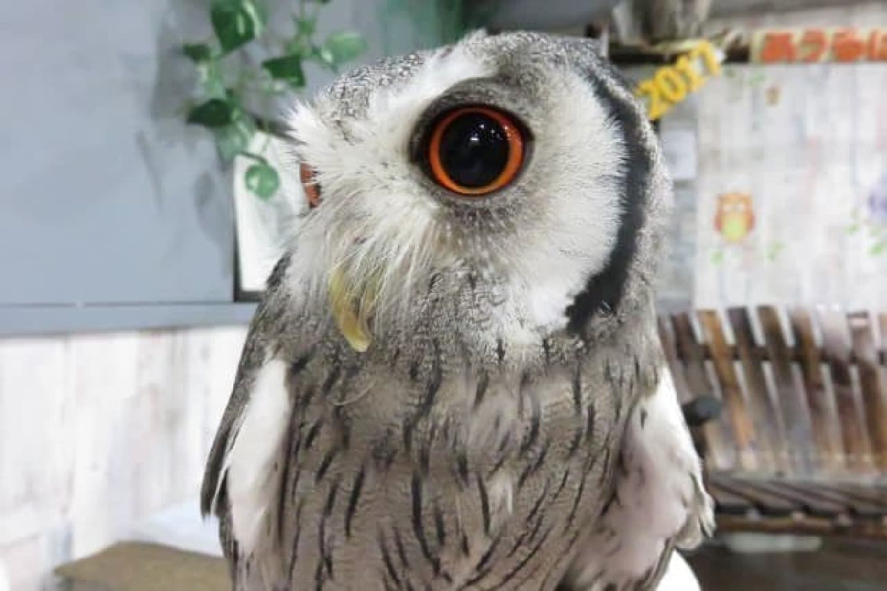 Owls bred in Owlpark-AAABBBDFDSAFDASFSAAA-
