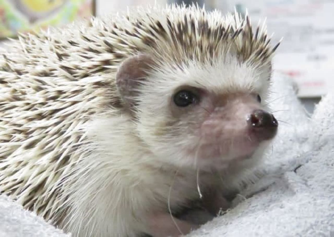 Hedgehogs bred in Owlpark