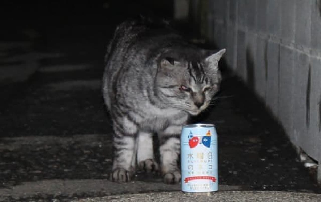 A cat that smells beer