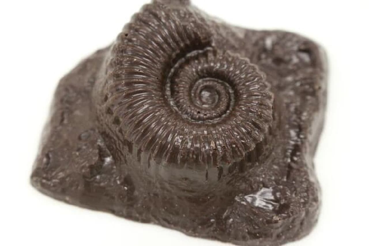 National Museum of Nature and Science Fossil Chocolate