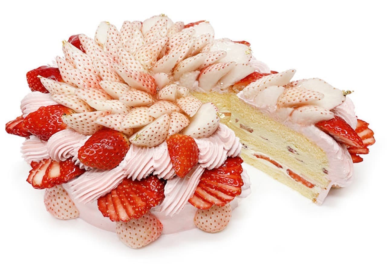 Cafe Comsa "White Chigo and Recommended Strawberry Shortcake"