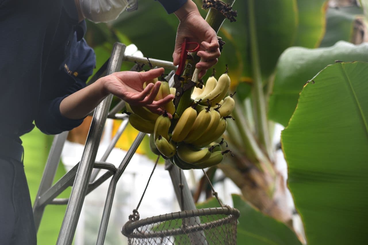 熱川バナナワニ園の“完熟バナナ”を使ったクラフトビール「伊豆バナナワニIPA」