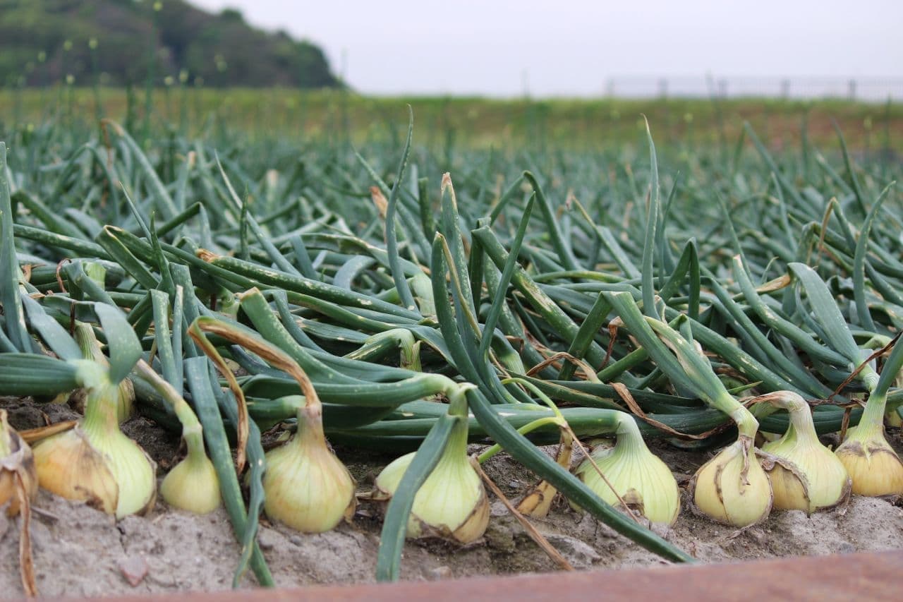 Awaji Island onions