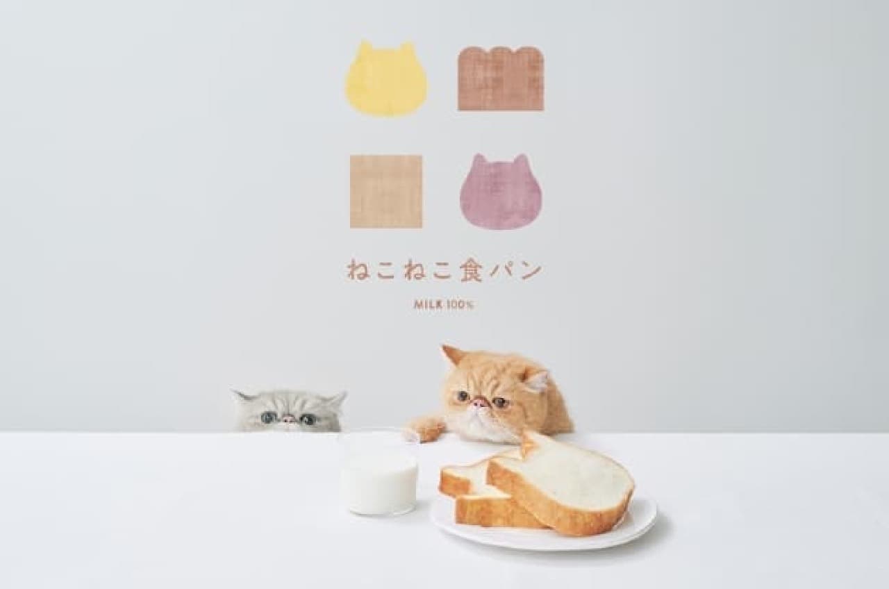 Cat cat bread and cat
