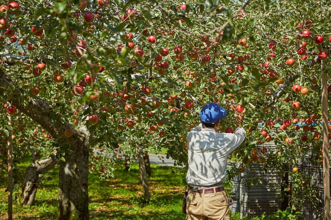 Aomori apple farmer