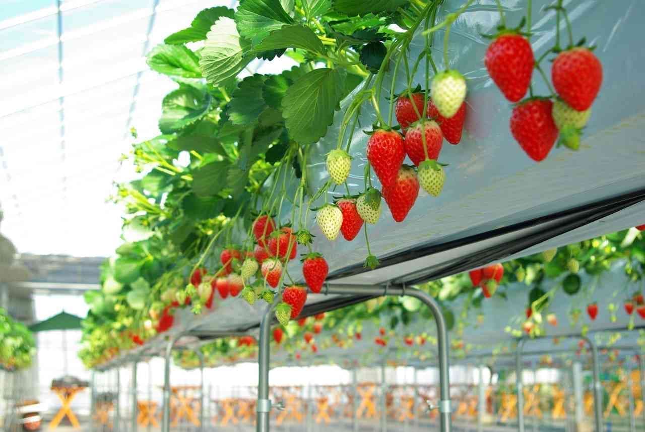 Strawberry cultivation at Tokorozawa Kitada Farm