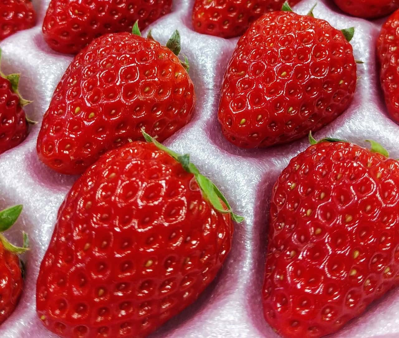 Shizuoka Brand Strawberries "Benihoppe