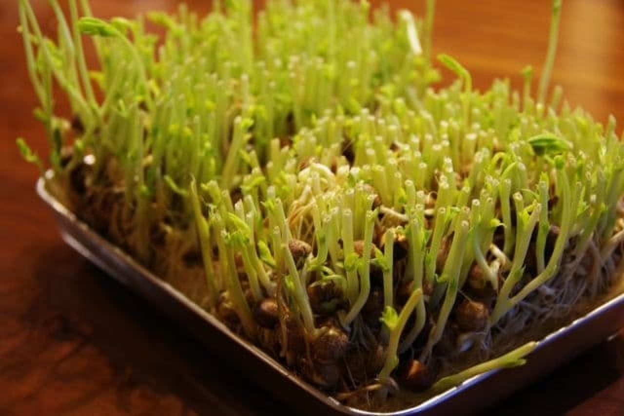 Eco-friendly initiative "ribovege" bean sprouts at home