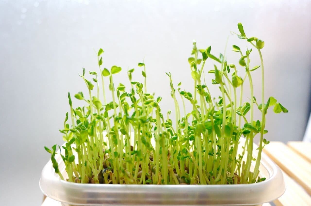 Eco-friendly initiative "ribovege" bean sprouts at home