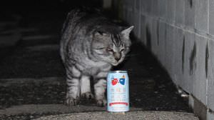 I just wanted to drink the rumored beer "Wednesday Cat" with a cat on Wednesday