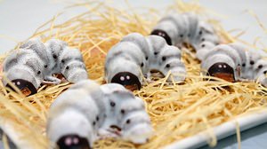 A Valentine-only version of that "beetle larva chocolate" is now available! "Hachinoko Mozomozo Petit Caramel 10 pieces"