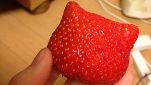 I have ears! Cat-shaped strawberries are a hot topic on Twitter