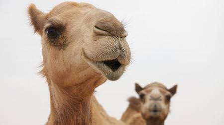 I want to eat Arab food! "Arabian Festival" at Yoyogi Park--You can also take a commemorative photo with a camel