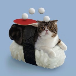 あの「ネコずし」が、海外でも人気上昇中―すし飯の上にかわいいネコをのせて