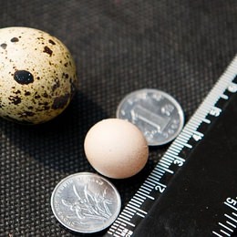 世界一小さなニワトリの玉子が発見される―直径はわずか2センチ
