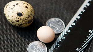 The world's smallest chicken egg is found-only 2 cm in diameter