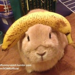 パンケーキやバナナを頭にのせたウサギ「Vinnie」がかわいいと Twitter や Tumblr で話題に