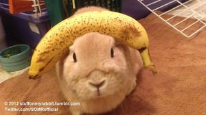 パンケーキやバナナを頭にのせたウサギ「Vinnie」がかわいいと Twitter や Tumblr で話題に