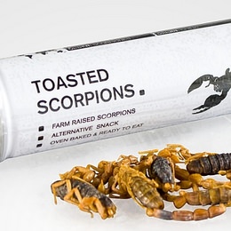 5匹入りのさそりのカンヅメ「Toasted Scorpions（焼きさそり）」―英国で発売
