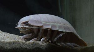 "No. 9 was really loved by everyone."-Many voices of sadness for the giant isopod "No. 9" who died during "fasting" Nikosei also has a memorial program