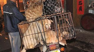 中国で6月21日に犬肉祭り開催―だが、残酷過ぎると動物愛護団体から抗議が殺到