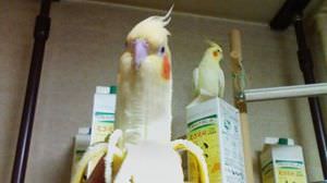 A composite photo of a parrot and a banana is a hot topic. I can't ...... eat this!