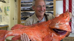 世界最高齢の"魚"発見か？ ― 推定年齢200歳超の魚がアラスカで見つかる