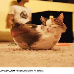 「ネコは液体」であることを証明する10枚の画像－たまに「気体」だったり「プラズマ」だったり？
