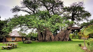 推定樹齢6,000年！ 世界最高齢の「バオバブの木」内部に作られたパブ「Sunland Baobab」