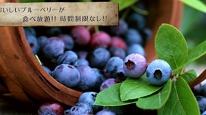 All-you-can-eat blueberries! Kobe's largest picking garden opens