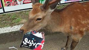 "I'm tired of rice crackers"-Deer eats posters for candidates for the Upper House election