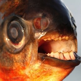 スウェーデンで、睾丸に食いつく魚「Pacu（パク―）」が発見される