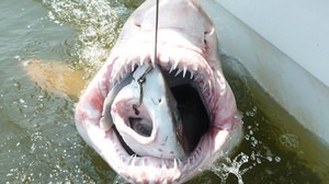 「サメを食べているサメ」が釣り上げられる―米大学が写真を Facebook で公開