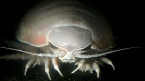 「ウチのダイオウグソクムシは“食べますよ”」-- 新江ノ島水族館の“食欲旺盛”なグソクたん、8月23日『ニコ生』登場！