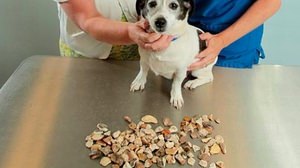 80個もの小石を食べちゃった犬、手術で一命を取り留める 