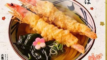 丸亀製麺「寿 大海老うどん」期間限定で--紅い有頭海老の天ぷらを豪華に2本