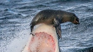 A precious photo of a seal on top of a shark is taken