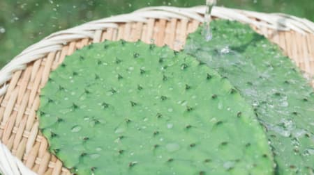 Cactus to eat !? --Branded edible prickly pear "Sun leaf" For salads, smoothies and stir-fried foods