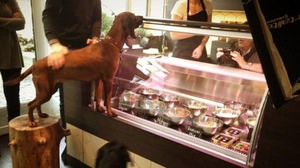 What should I do today? One that a pet specialty side dish shop has opened!