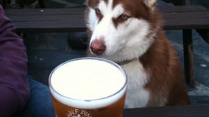 The topic is that the dogs in the pub are too cute "One who does not drink alcohol"
