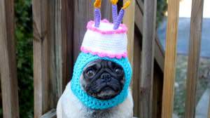 Sponge on the dog's head! "Birthday cake hat"-A little confused pug dog is too cute