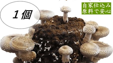 Mushroom lover attention! "Shiitake cultivation fungiculture bed" You can enjoy shiitake cultivation at home! From JA Town “Fresh Gunma Minorikan”