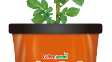 Calbee Potato Cultivation Seed Potato "Porosiri" Potato soil grown in a bag "Potato bag" Easily cultivate potatoes! Sold sequentially at home improvement stores and gardening stores