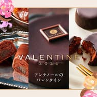 【2024年版】アンテノールのバレンタイン特集！プティ・ザッハなど数量限定のチョコレート菓子も