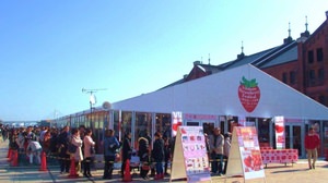 Plenty of strawberries "Yokohama Strawberry Festival 2015"-You can also eat "white strawberries"